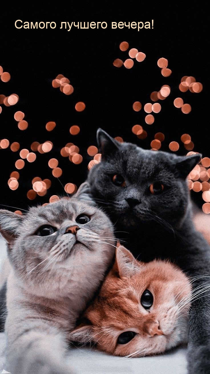 Самого лучшего вечера!