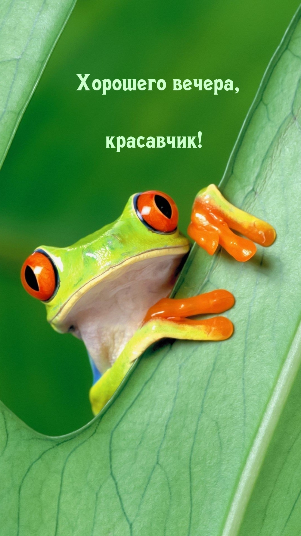 Хорошего вечера, красавчик!