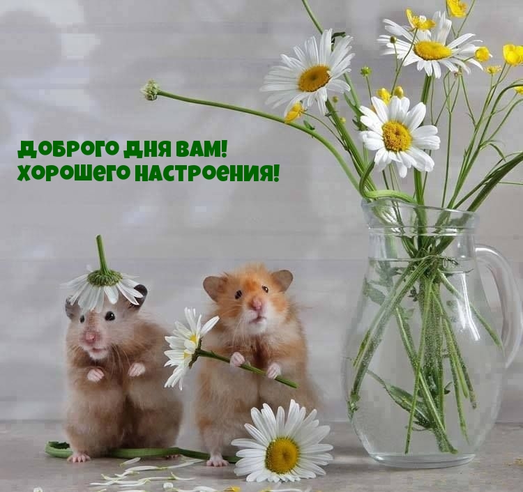 Доброго дня вам! Хорошего настроения!