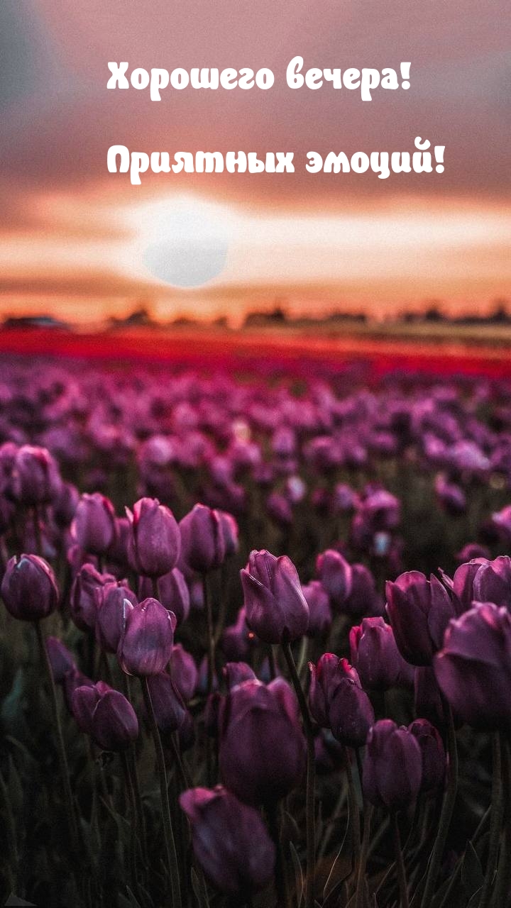 Хорошего вечера! Приятных эмоций!