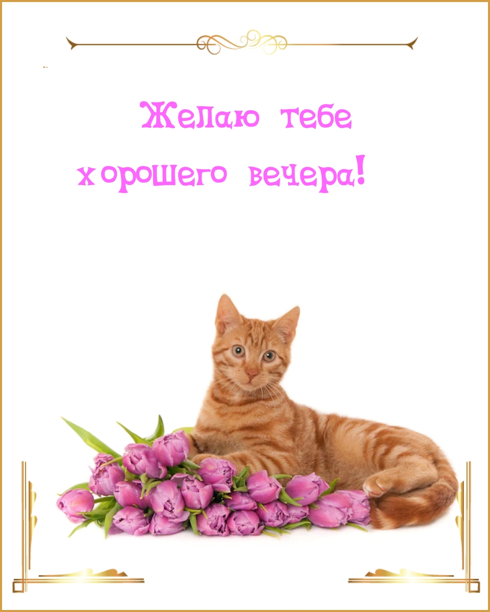 Желаю тебе хорошего вечера!