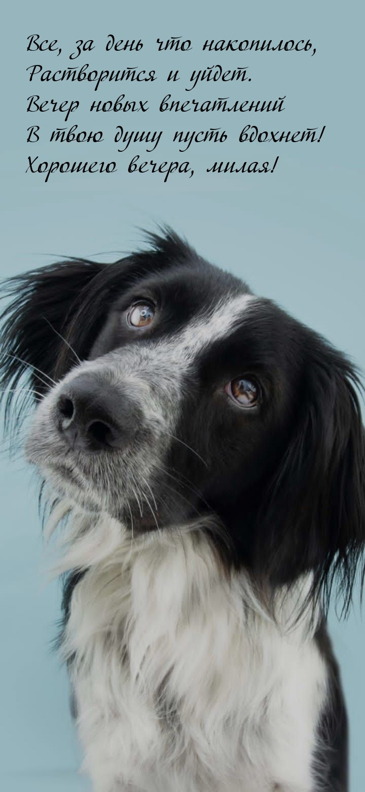 Вечер новых впечатлений в твою душу пусть вдохнет!