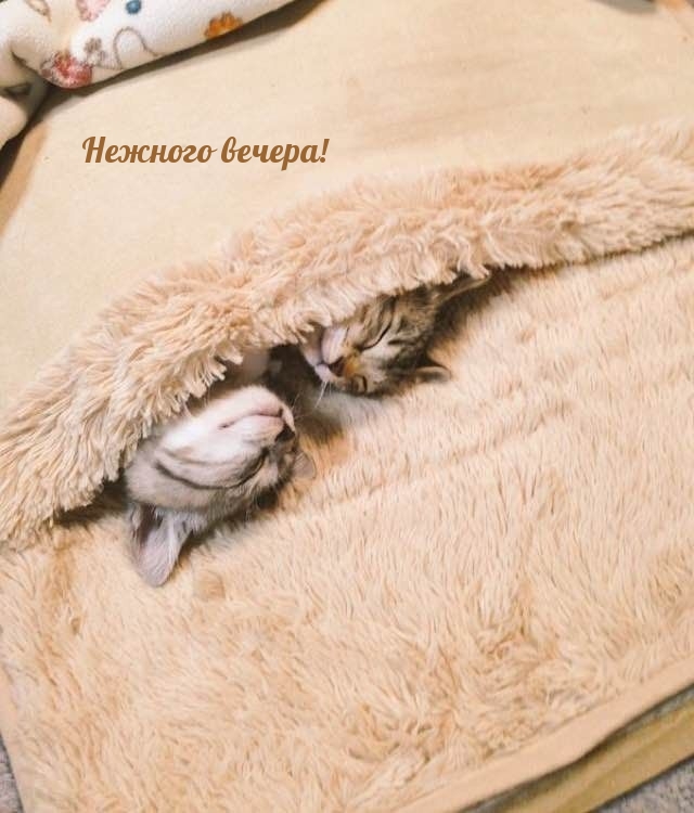 Нежного вечера!