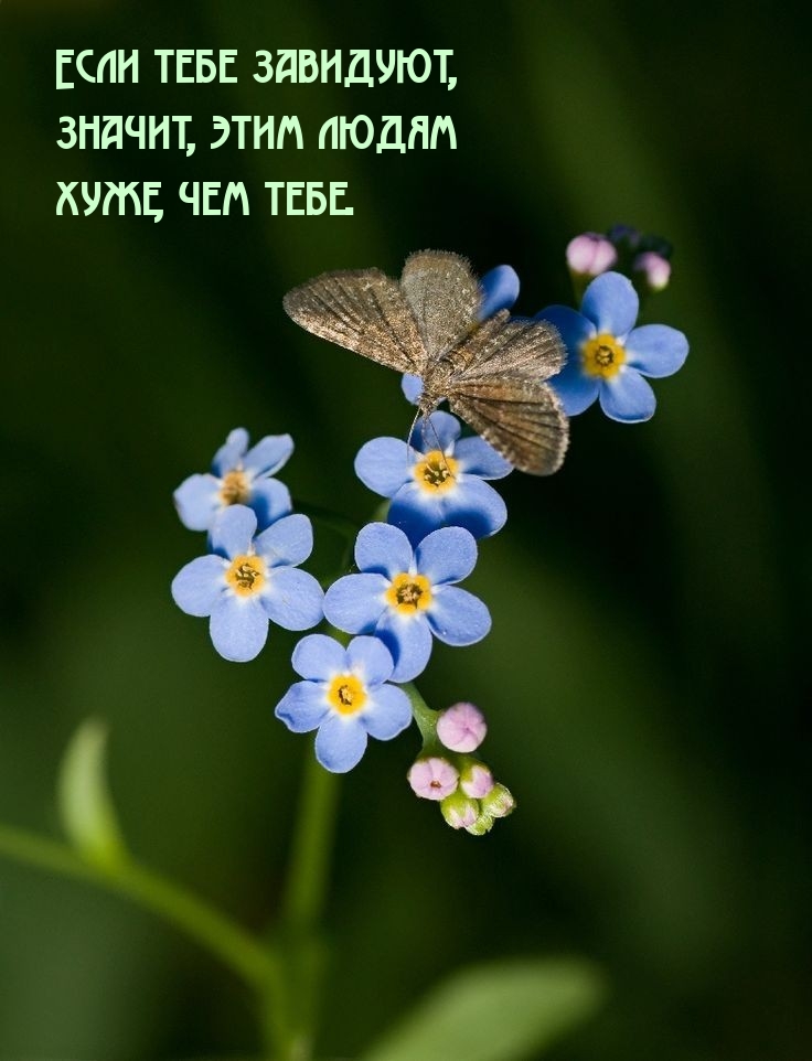 Если тебе завидуют, значит, этим людям хуже, чем тебе.