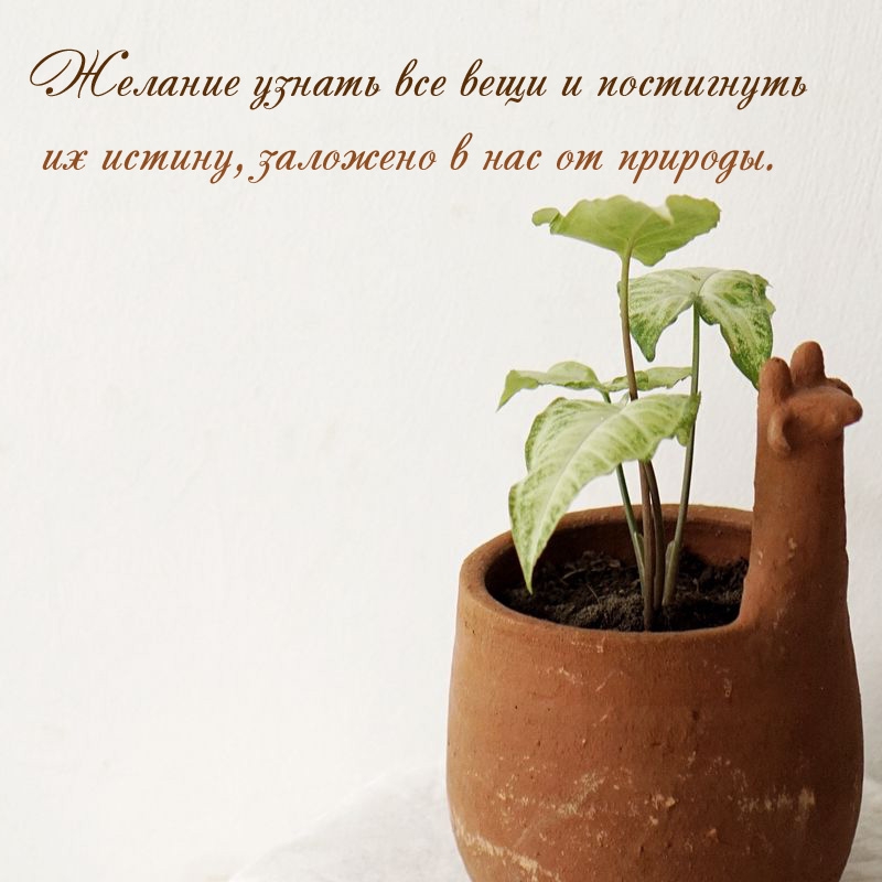 Желание узнать все вещи и постигнуть их истину