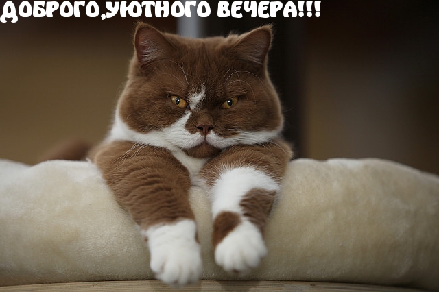 Доброго, уютного вечера!