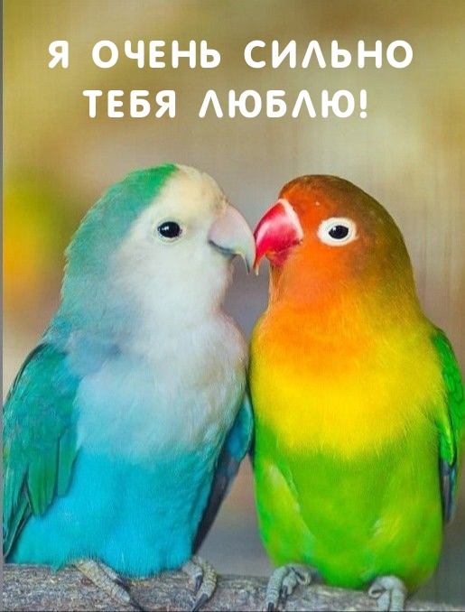 Я очень сильно тебя люблю!