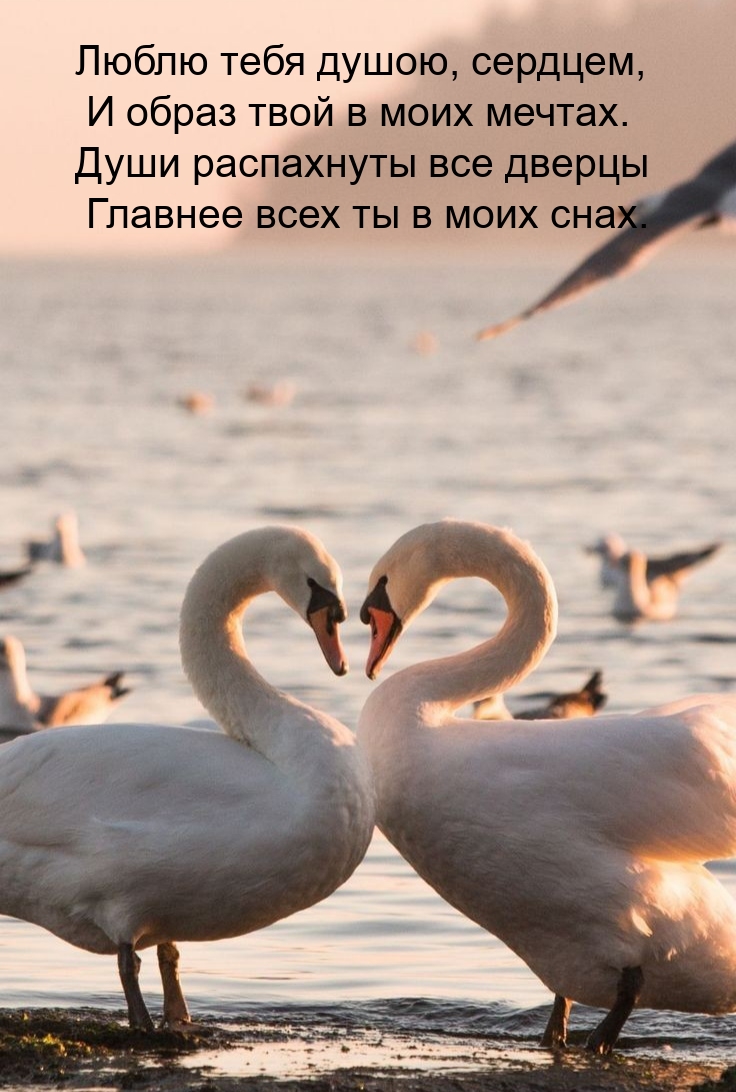 Люблю тебя душою, сердцем, и образ твой в моих мечтах.