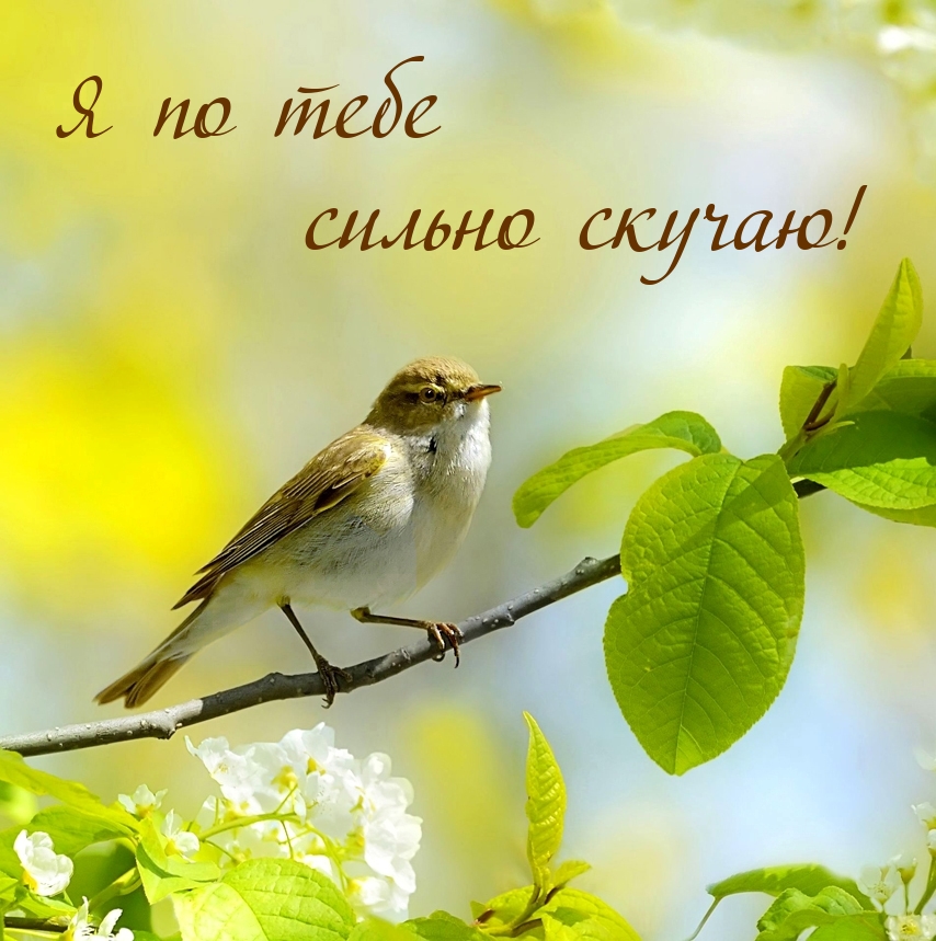 Я по тебе сильно скучаю!