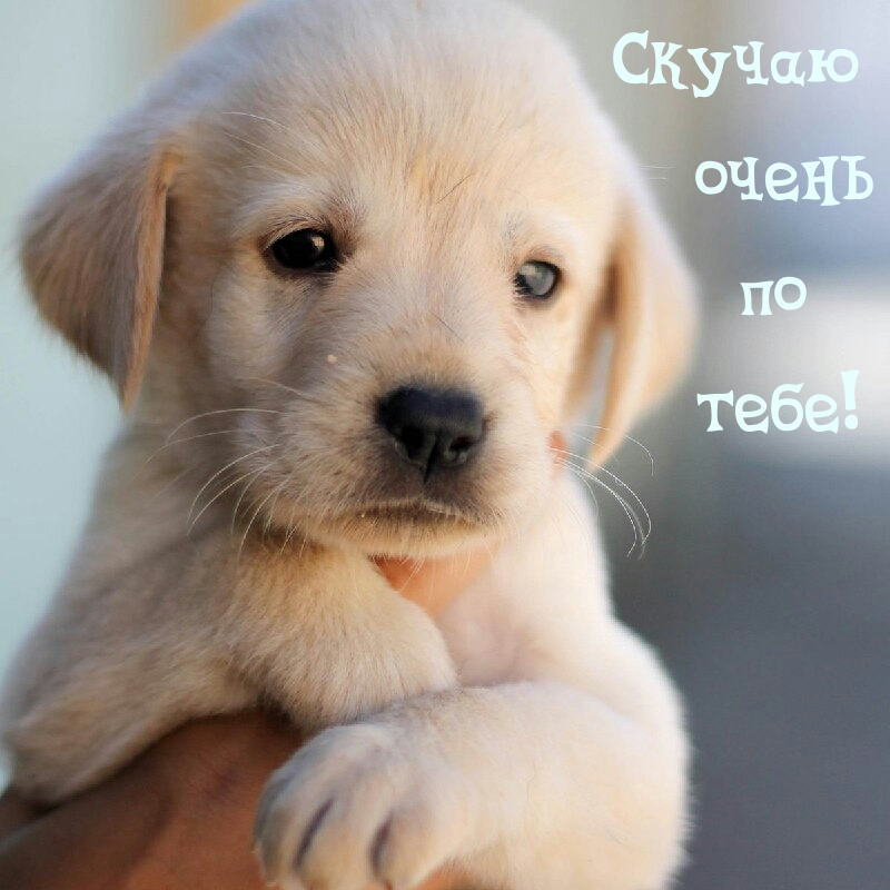 Скучаю очень по тебе!