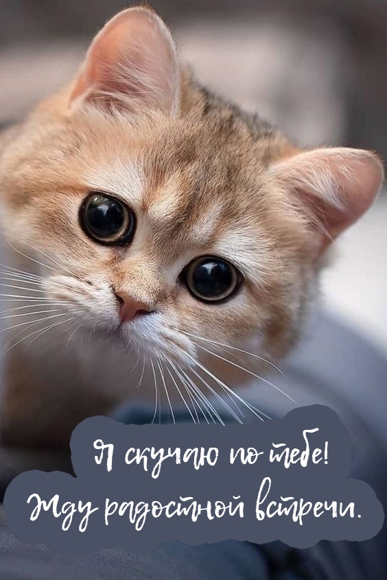 Я скучаю по тебе! Жду радостной встречи.