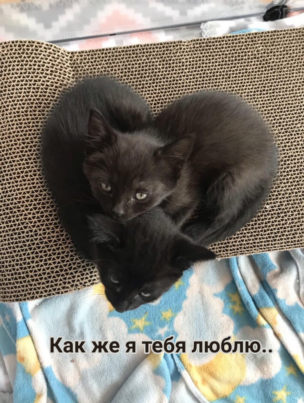 Как же я тебя люблю..