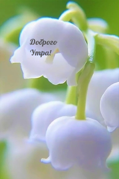 Доброго Утра!