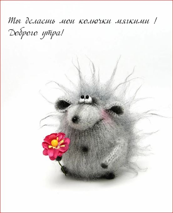 Ты делаешь мои колючки мягкими! Доброго утра!