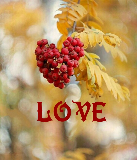 LOVE