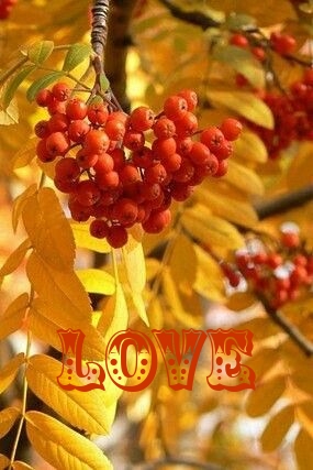 LOVE