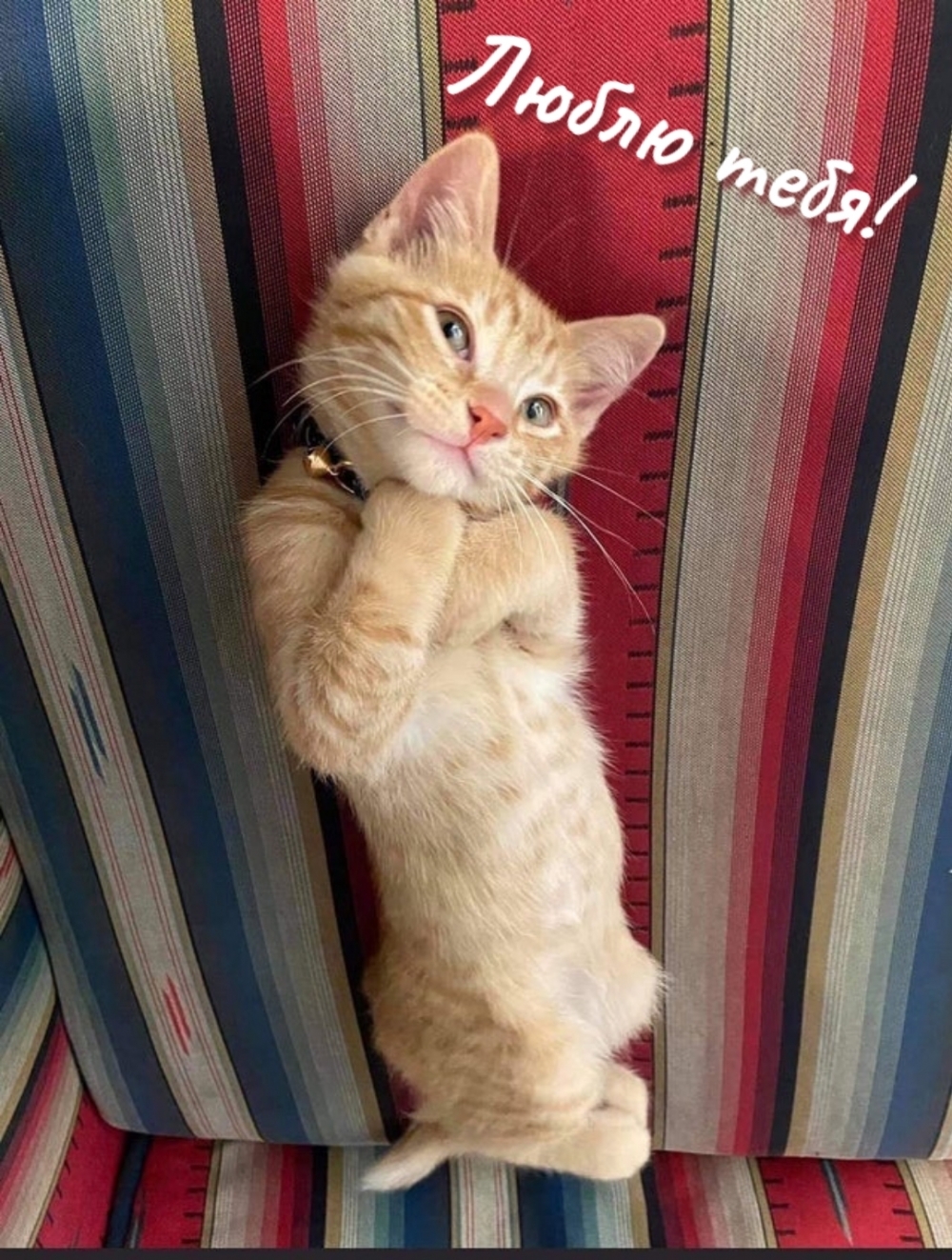 Люблю тебя!