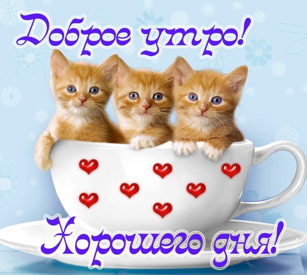 Доброе утро! Хорошего дня! С котиками