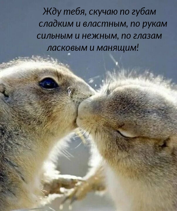 Жду тебя, скучаю по губам сладким и властным