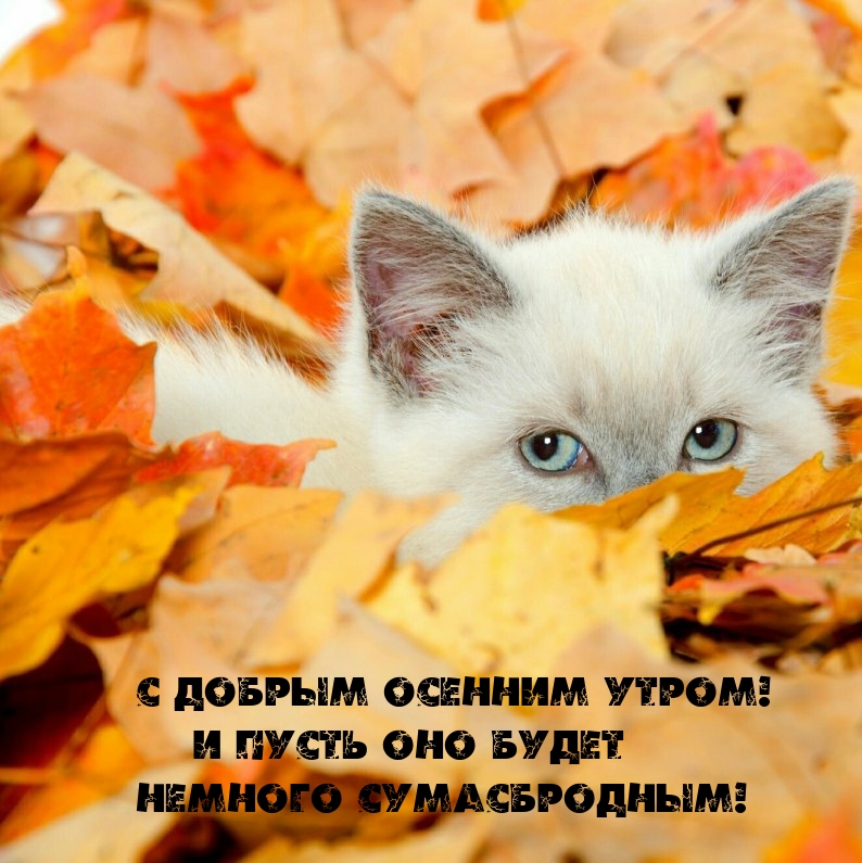 С добрым осенним утром! И пусть оно будет немного сумасбродным!