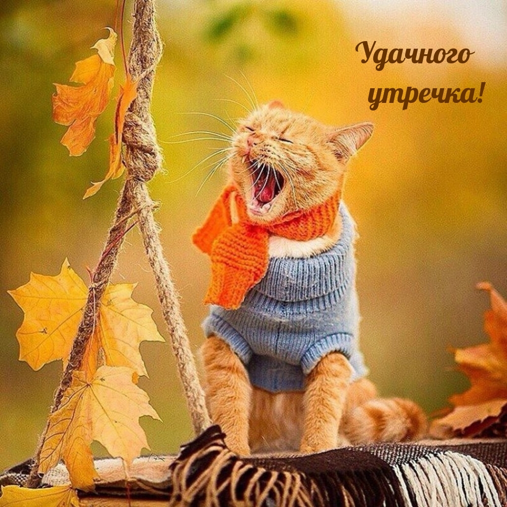 Удачного утречка!