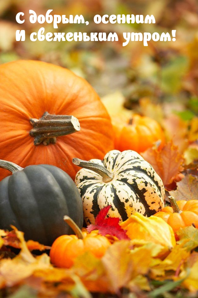 С добрым, осенним и свеженьким утром!
