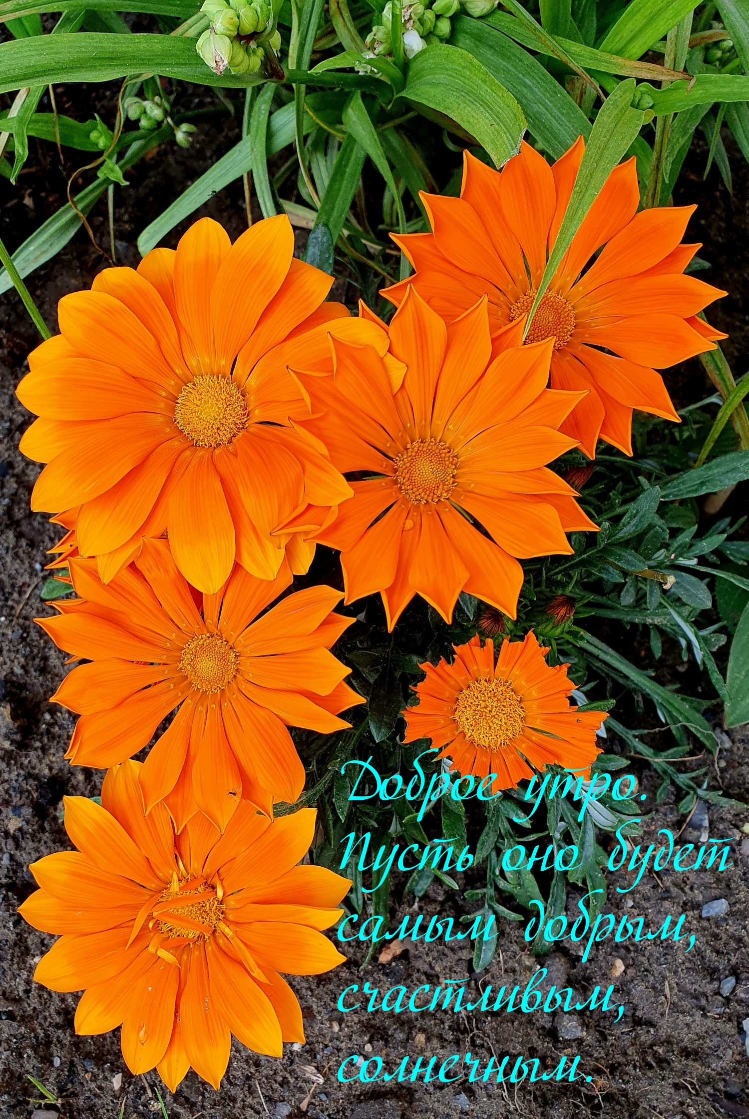 Доброе утро. Пусть оно будет самым добрым, счастливым