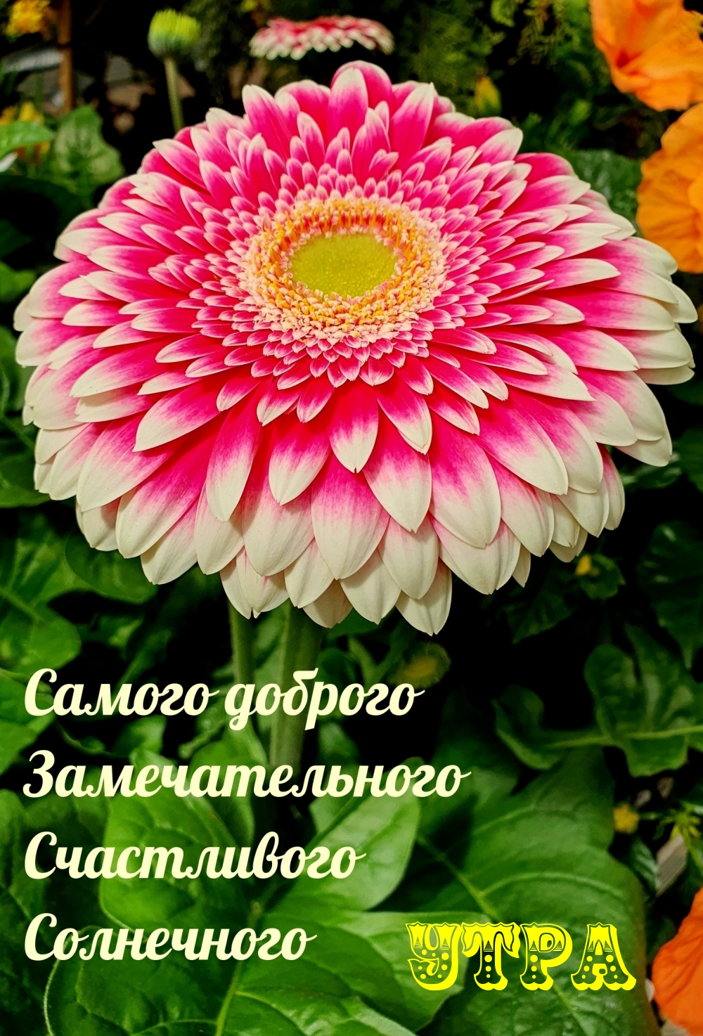 Самого доброго замечательного счастливого солнечного утра