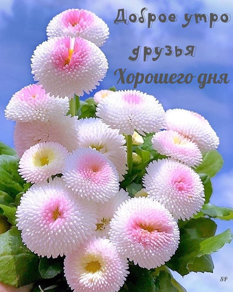 Доброе утро друзья Хорошего дня