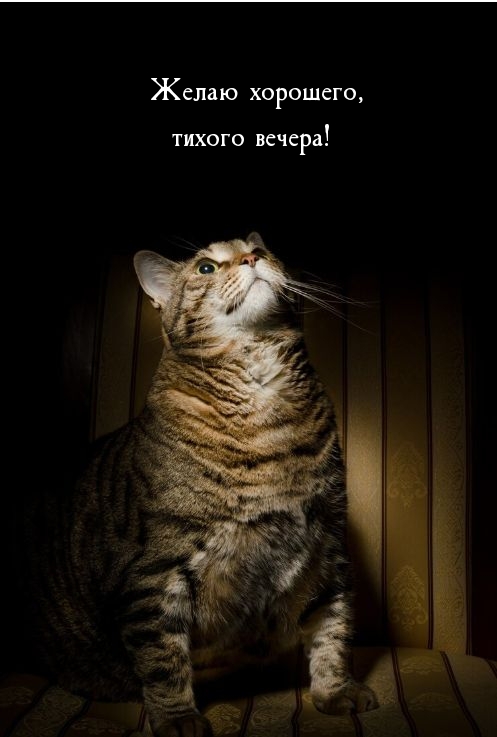 Желаю хорошего, тихого вечера!