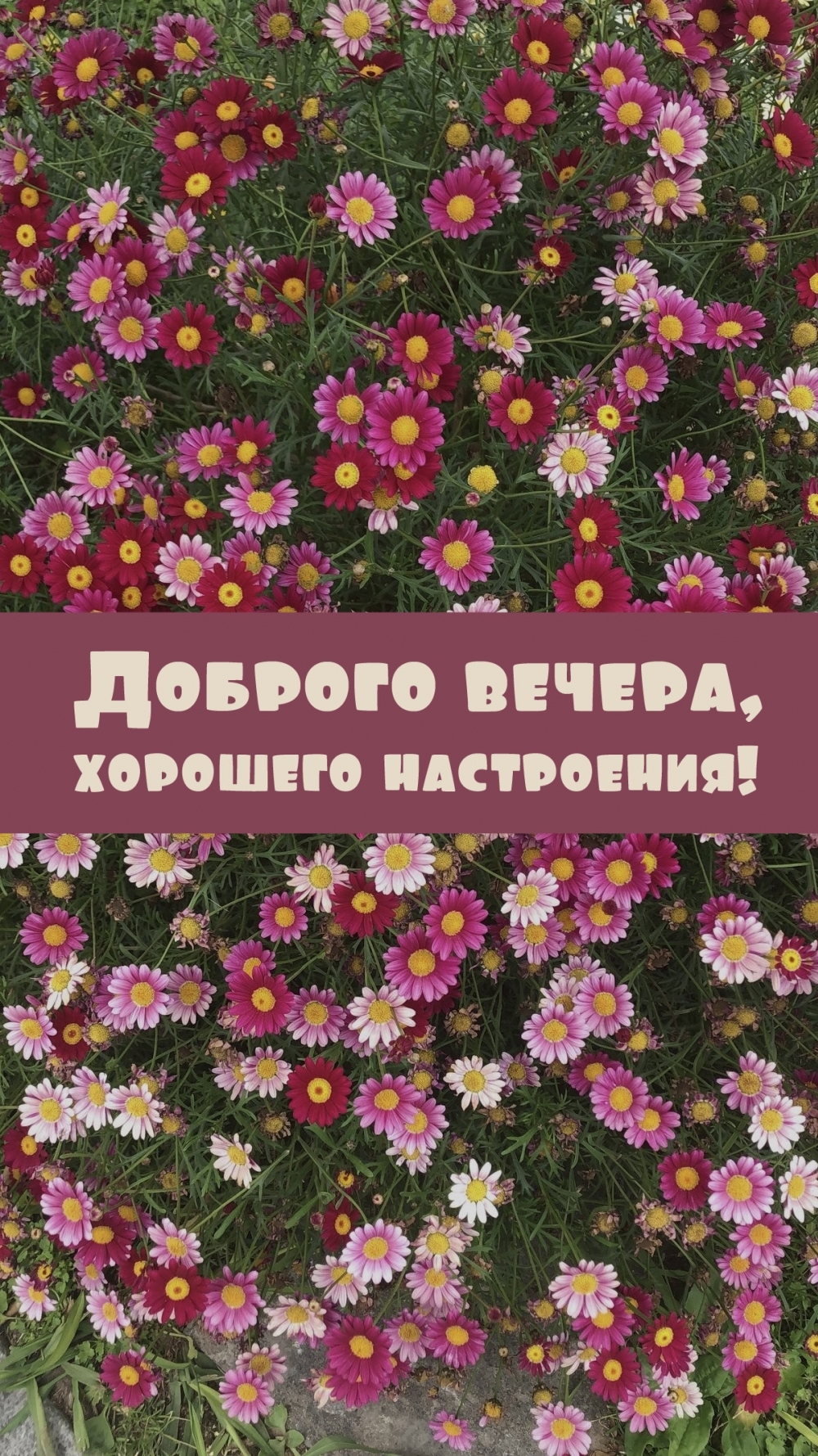 Доброго вечера, хорошего настроения!