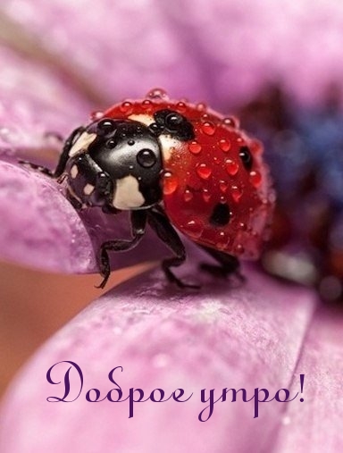 Доброе утро!