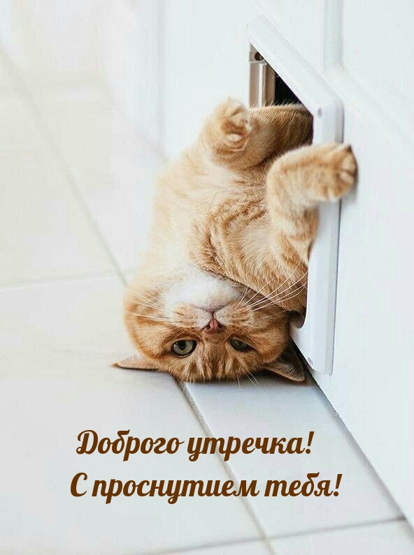 Доброго утречка! С проснутием тебя!