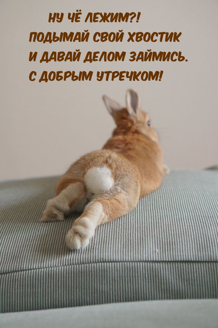 С добрым утречком! Ну чё лежим?! Подымай свой хвостик