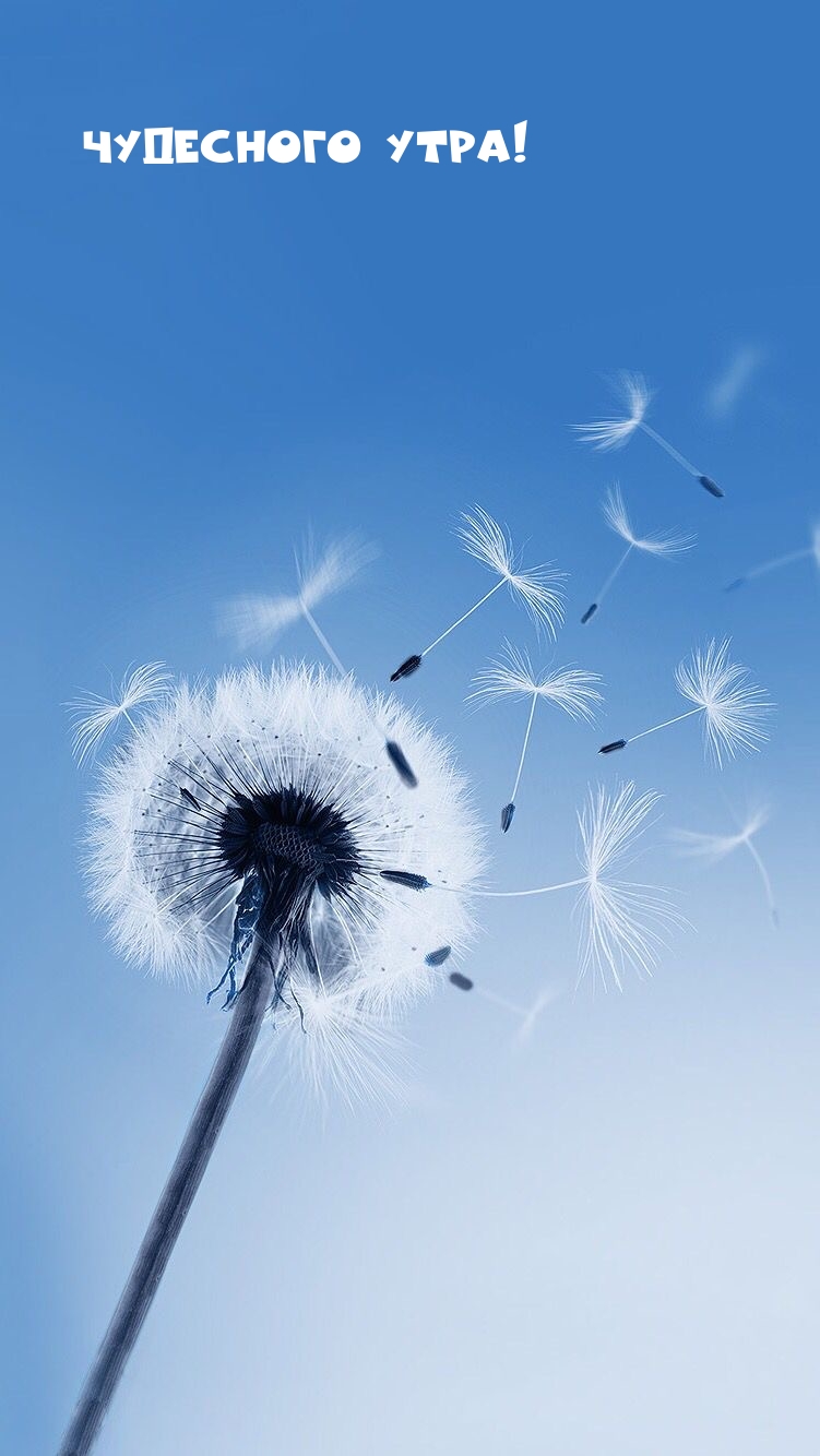 Чудесного утра!
