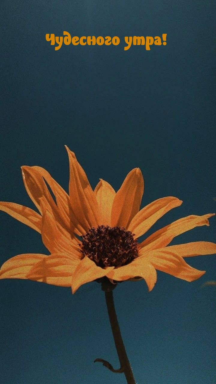 Чудесного утра!