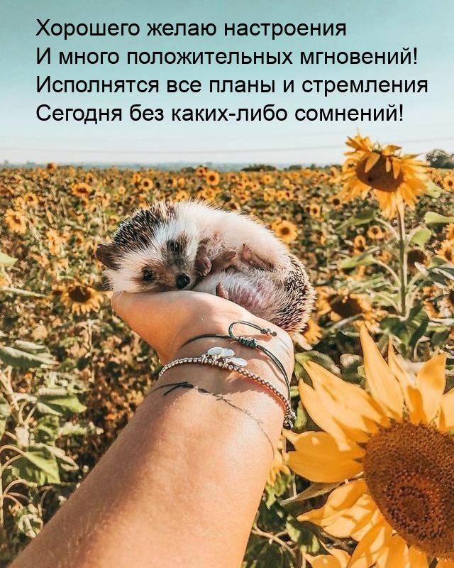 Хорошего желаю настроения и много положительных мгновений!