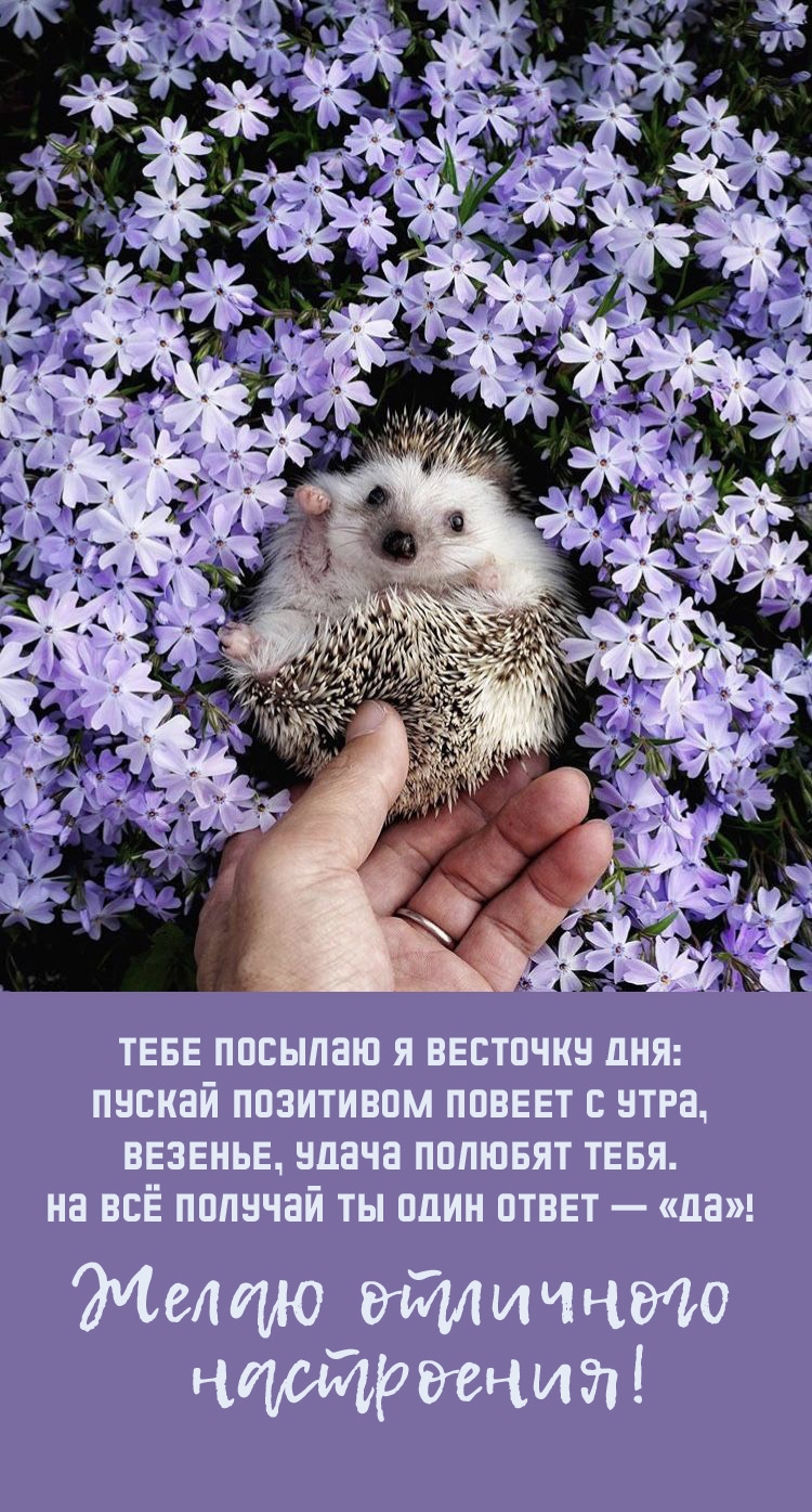 Тебе посылаю я весточку дня: пускай позитивом повеет с утра