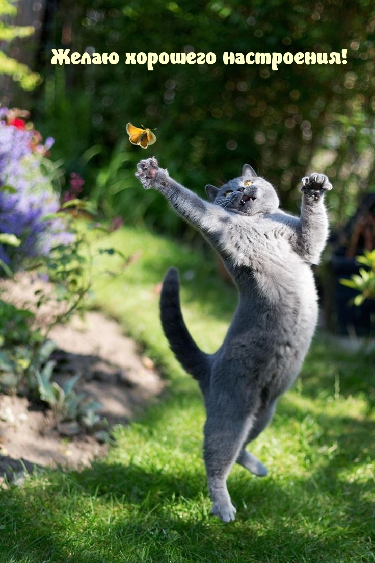 Желаю хорошего настроения!