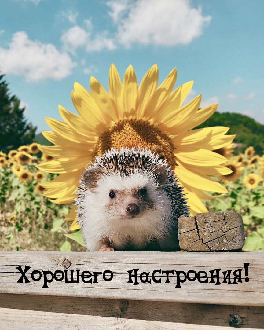 Хорошего настроения!