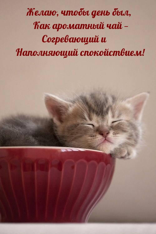 Чтобы день был, как ароматный чай — согревающий и наполняющий
