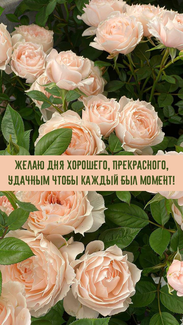 Дня хорошего, прекрасного, удачным чтобы каждый был момент!