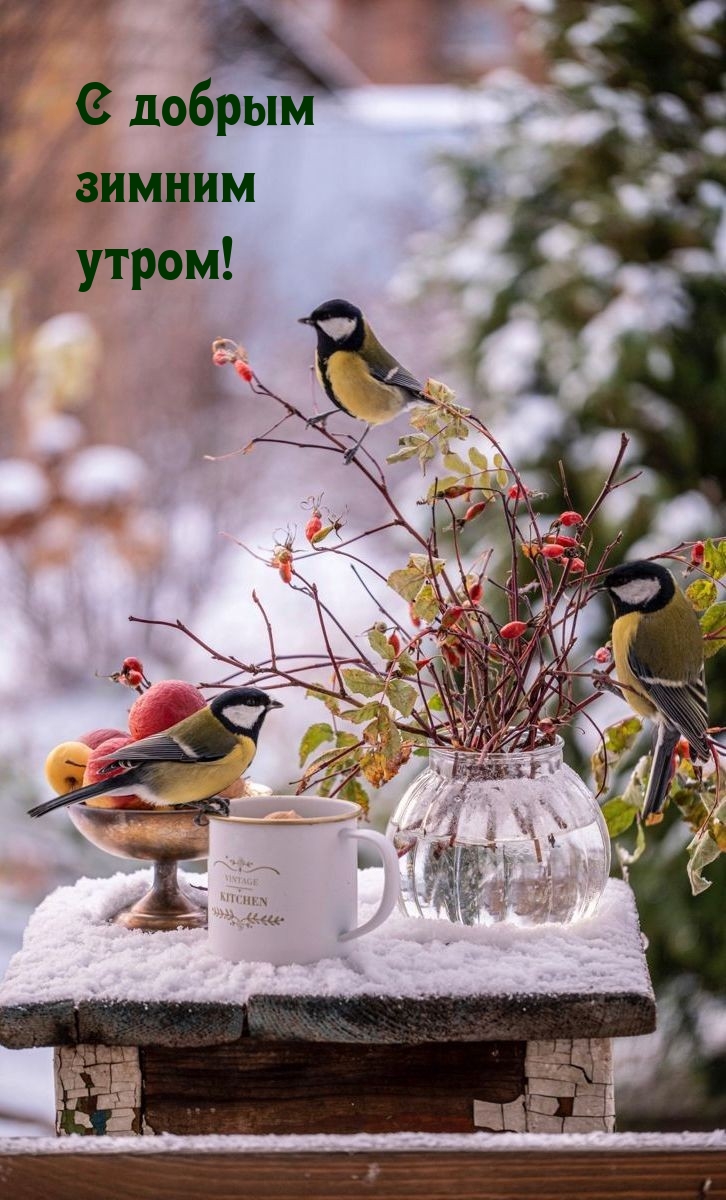 С добрым зимним утром!