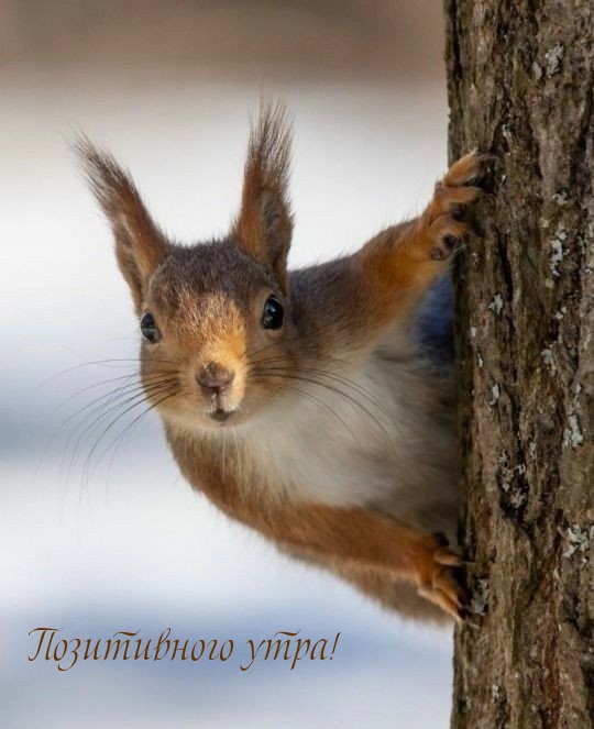 Позитивного утра!