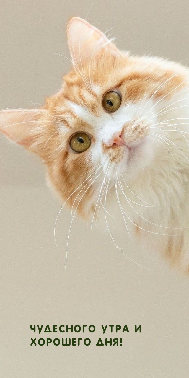 Чудесного утра и хорошего дня!