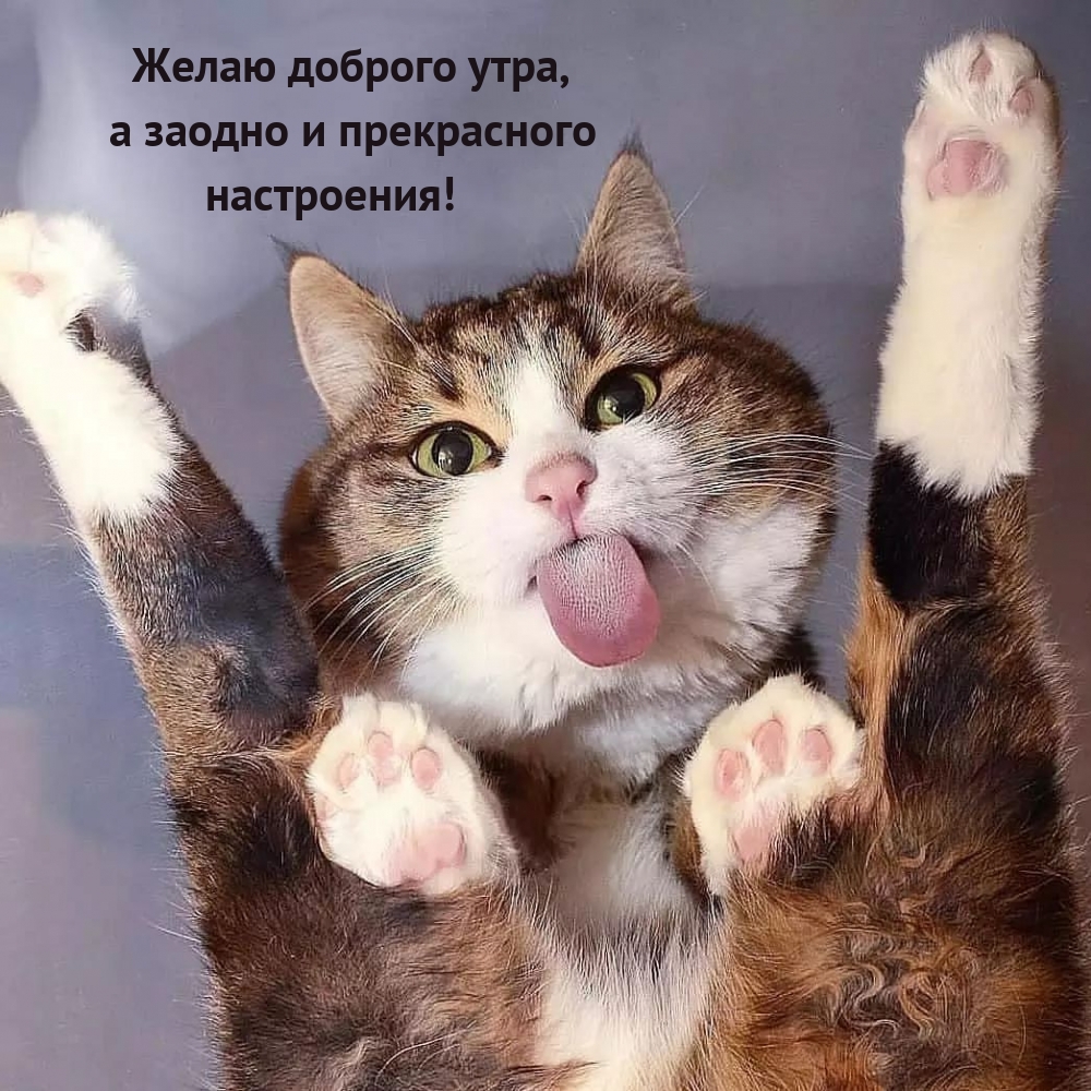 Желаю доброго утра, а заодно и прекрасного настроения!