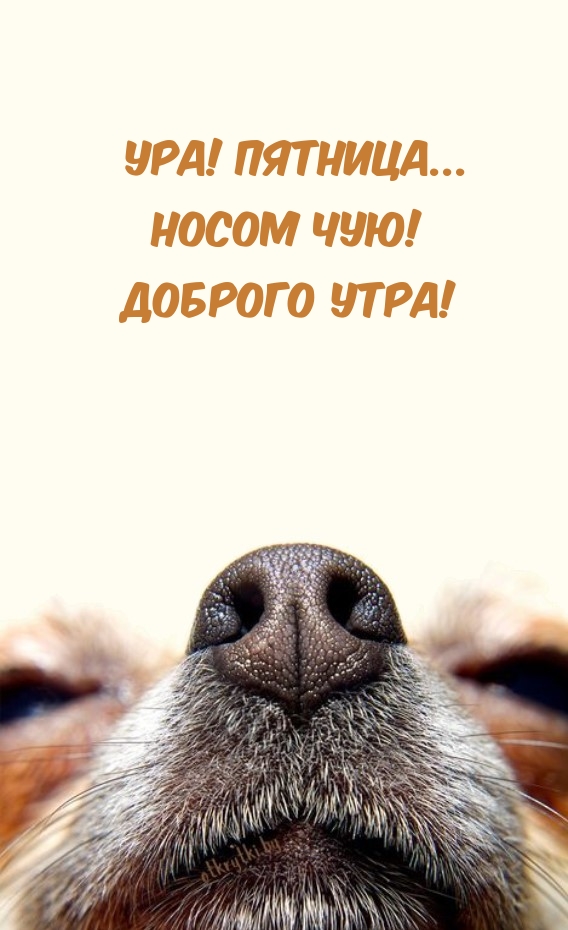 Ура! Пятница… Носом чую! Доброго утра!