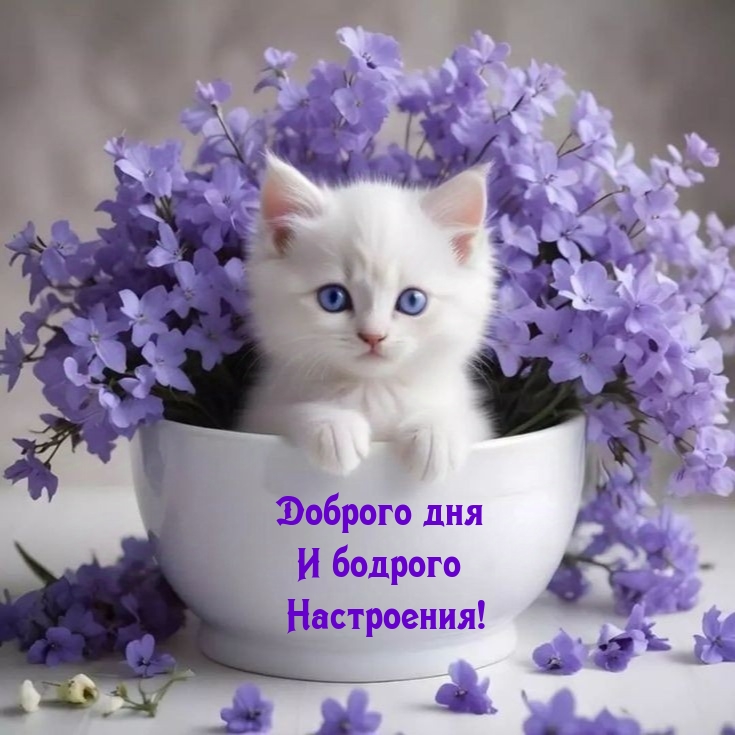 Доброго дня и бодрого настроения!