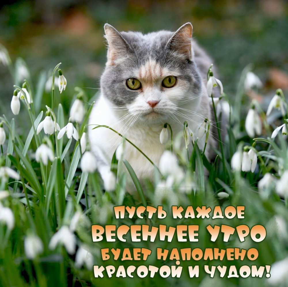 Пусть каждое весеннее утро будет наполнено красотой и чудом!