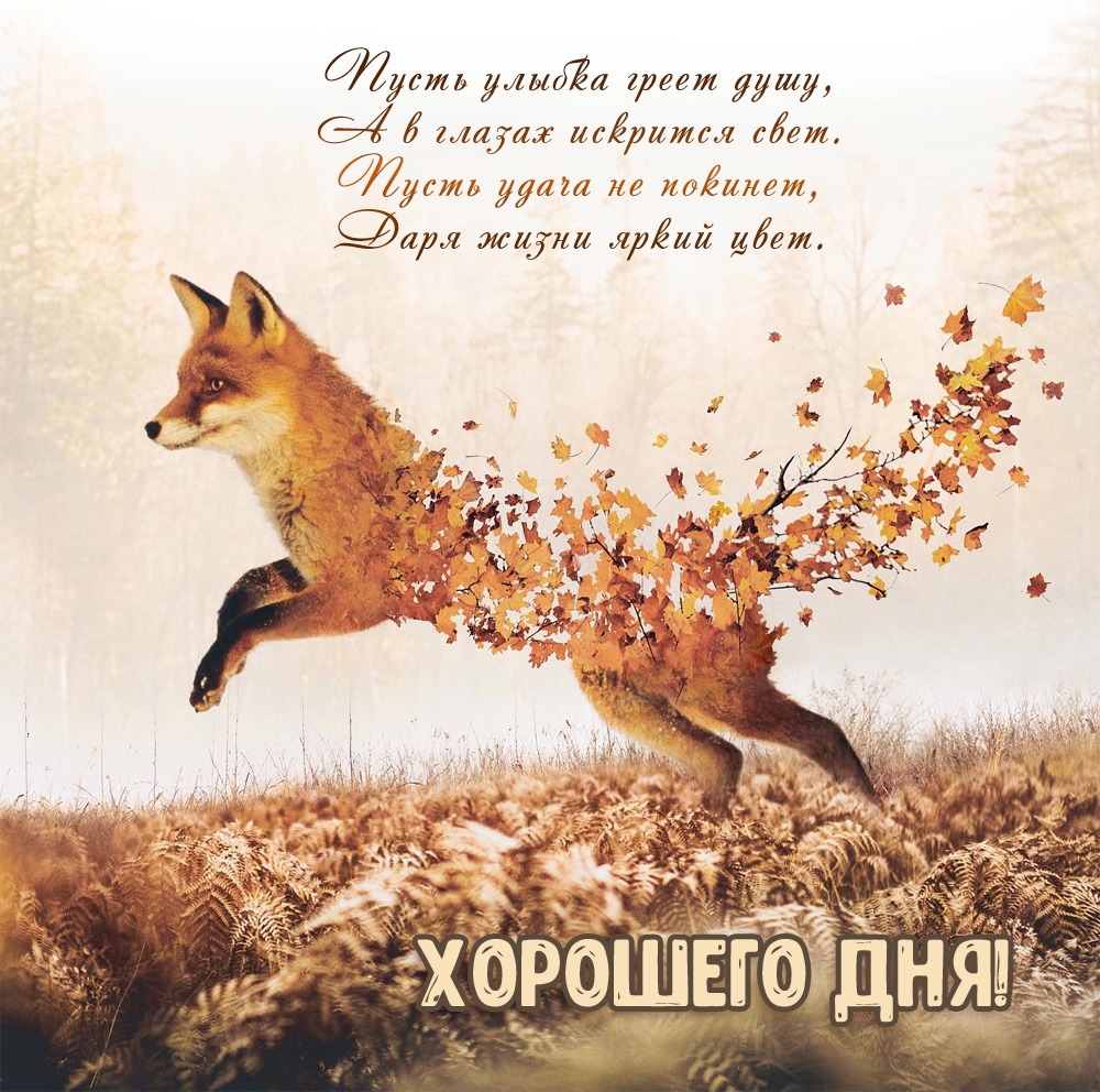 Необычное пожелание хорошего дня